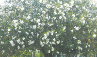 B6-CBN-4-17-15-15.gif